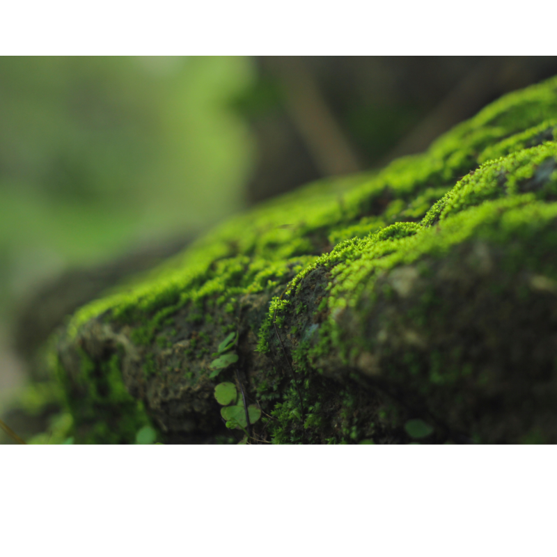 naturbild.